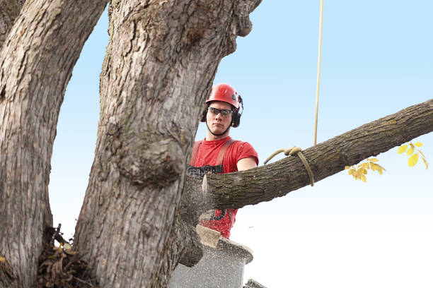 Trusted Mount Angel, OR Tree Services Experts